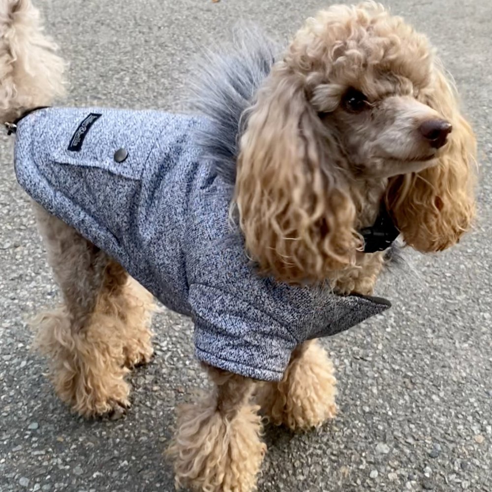 JUST $5! Bailey & Bella Grey Parka with Faux Fur Trim: Small * New with Tags